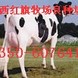 ��ţ��,��ţ��... ��ţ��,��ţ�۸�,��ţ��ֳ����,��ţͼ,ɽ����ţ,��ţ��