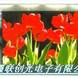 LED��ʾ����³... LED��ʾ����³ľ��LED������ʾ���½���ʾ��0991-4303812