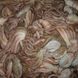 �䶳����������... �䶳������������octopus�������㳤������
