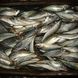 ������������... ����������������common mackerel��Ŀ�����۰�
