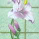 ������RX-BD028 ������