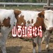 ��Ӧ��ţ ��ţ ... ��Ӧ��ţ ��ţ ���� ����