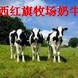 ��ţ��,��ţ��... ��ţ��,��ţ�۸�,��ţ��ֳ����,��ţͼ,ɽ����ţ,��ţ��,ɽ����������