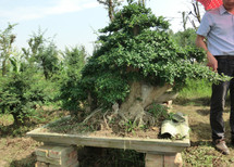 【产品供应】供应浙江对节白蜡盆景