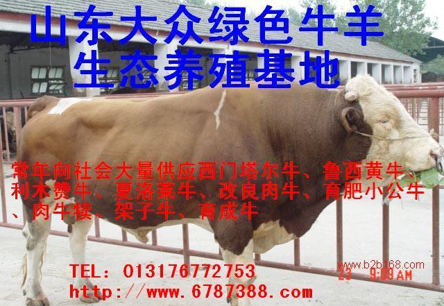 ţ�� ��ţ ��...