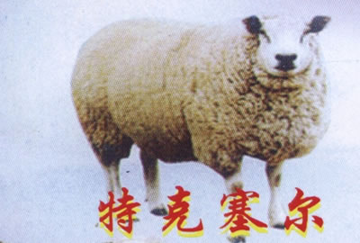 特克塞尔羊