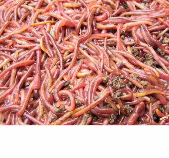 鸡粪养殖蚯蚓新技术大平二号红蚯蚓种苗价格优惠,鸡粪养殖蚯蚓新技...