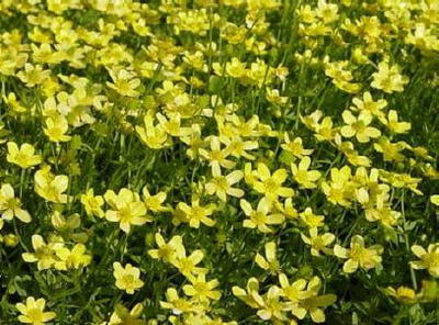 猫爪草提取物供应商,湖南猫爪草提取物生产商-长沙.