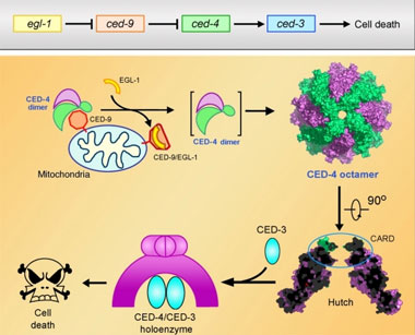ced-4细胞凋亡体的结构与功能机理