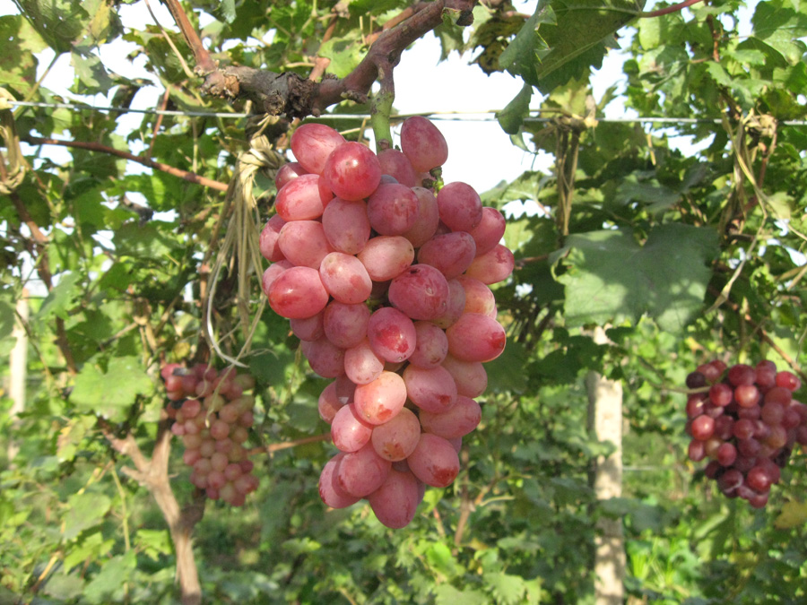 欢迎访问辽宁铁岭文选葡萄专业合作社