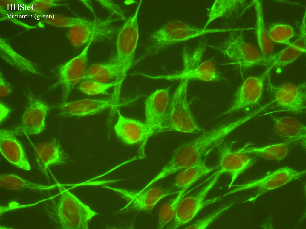 人体正常原代细胞 产品目录