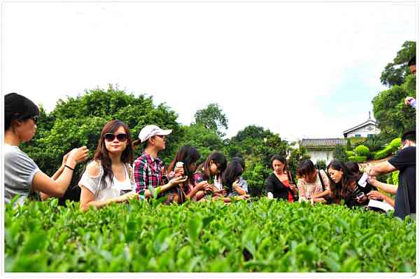 培训高级机构茶艺师怎么样_培训高级机构茶艺师要求_高级茶艺培训师机构
