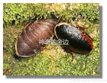 土元虫,_大山谷图库