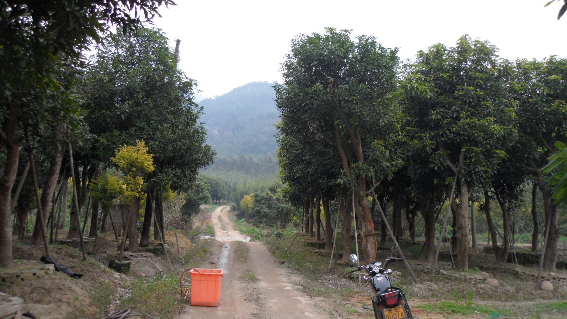 秋枫供应商,福建秋枫生产商 - 九龙苗木场