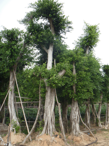 小叶榕价格,福建漳州小叶榕基地,小叶榕批发供应商,福建小叶榕价格