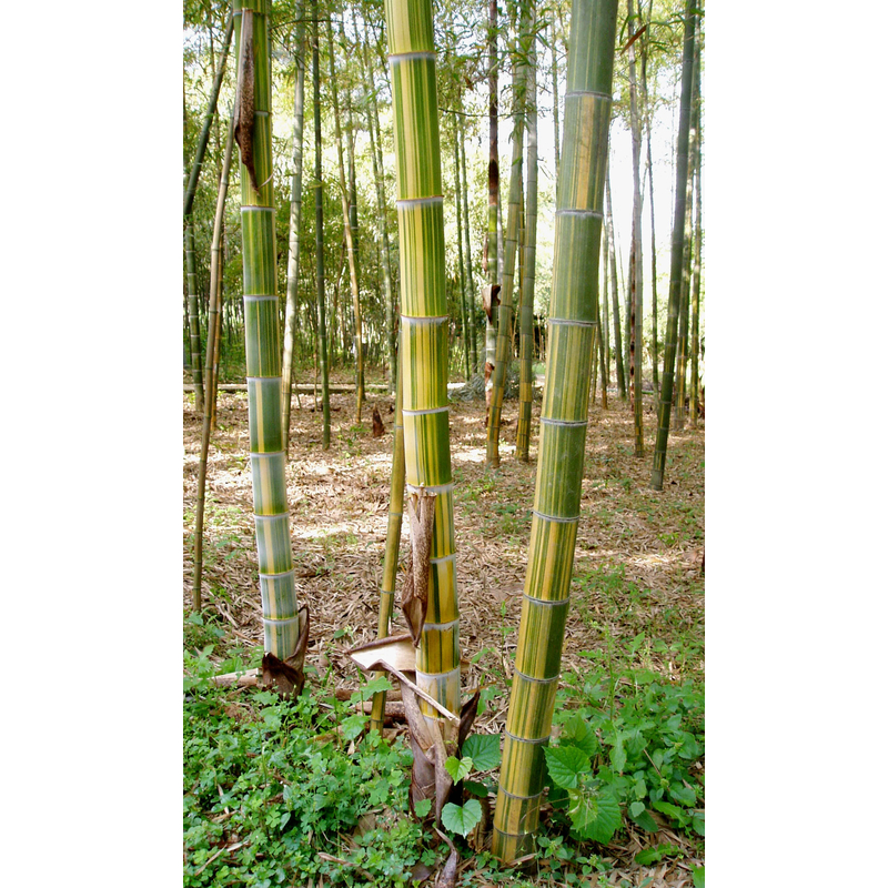 供应花毛竹(花杆早竹)