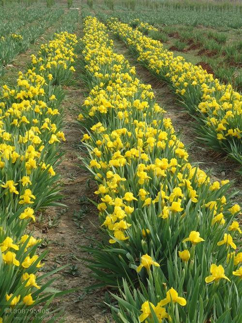 金娃娃鸢尾金娃娃鸢尾  点评】【举报】